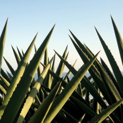 World Tequila Day